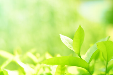 Closeup of Nature view of green leaves on blurred greenery background in forest. Focus on leaf and shallow depth of field.