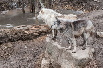 Gray wolves on a rock
