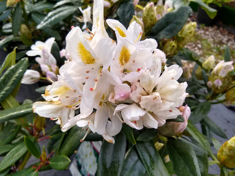 Rhododendron 'Madame Masson'