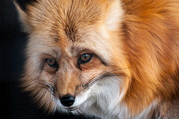 Red fox on alert