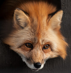 Red Fox in captivity in a zoo