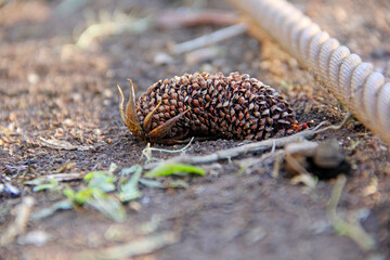 pine cone on the floor

