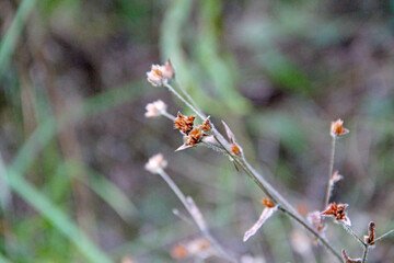 branch