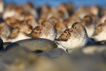 A flock of Western Sandpipers gathers along the Alaskan coast during spring migration.