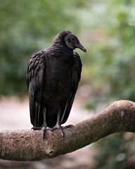 Black Vulture bird stock photo.  Black Vulture bird close up profile view showing its head, eye, beak and black plumage in its environment and surrounding with a blur background.