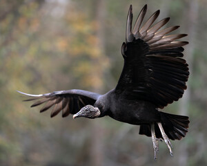 Black Vulture bird Stock Photo.   Black Vulture flying bird with blur background displaying its...