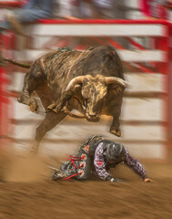 A cowboy about to be stomped on by a Brahma bull; Bull riding competition  at an Oregon rodeo.