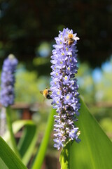 Bourdons sur fleurs bleues © CenedraBarak