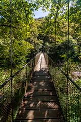 bridge in the forest