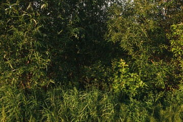 Landscape at sunset. Densely overgrown trees