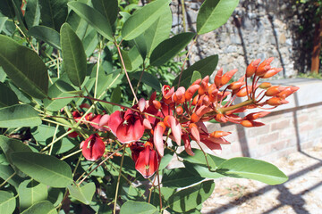 Fleur rouge tropicale