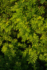 Landscape at sunset. Densely overgrown trees