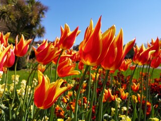 Tulipany w parku