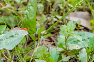 ベニイトトンボ　聖光寺・二千年ハス池　佐賀県多久市　Red Damselfly Saga-ken Taku city