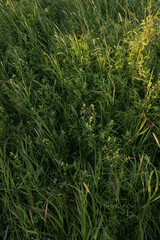 Obraz premium On the field at sunset.