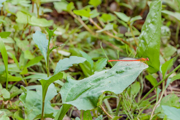 ベニイトトンボ　聖光寺・二千年ハス池　佐賀県多久市　Red Damselfly Saga-ken Taku city