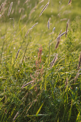 On the field at sunset.