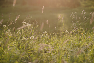 On the field at sunset.