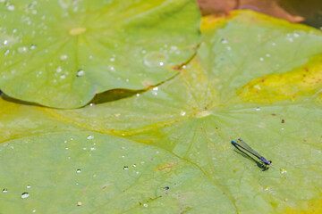 クロイトトンボ　Damselfly