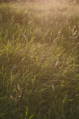 On the field at sunset.