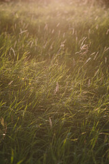 On the field at sunset.