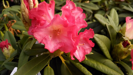 Rhododendron 'Surrey Heath'