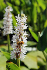 Bourdon sur fleur blanche