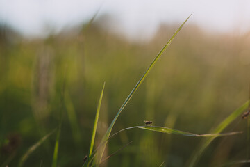 A fly on the field close up.