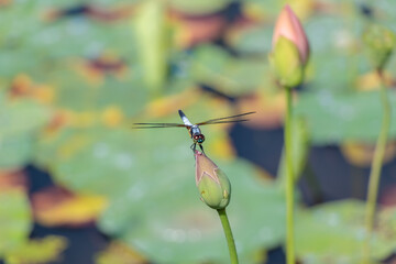 蓮のツボミとアオビタイトンボ