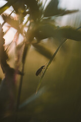 A field beetle close up