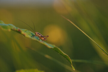 A grasshopper on the field close up.