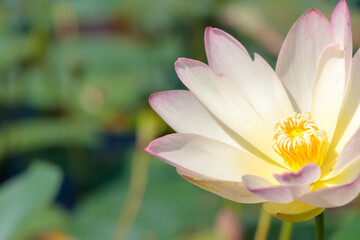 Fototapeta premium 蓮の花（舞妃蓮）千栗土居公園 佐賀県みやき町 Lotus flower Chirikudoi Park Saga-ken Miyaki town
