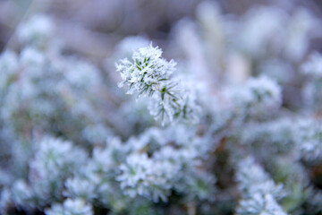 Snowy plants
