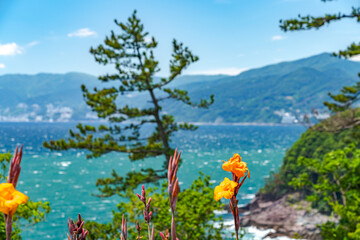 【南国イメージ】海辺に咲く鮮やかな花