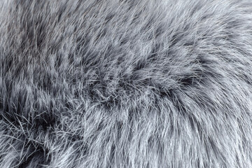 gray fur close-up, used as a background or texture. Soft focus