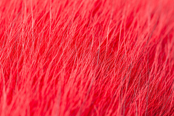 Bright red fur close-up, used as a background or texture. Soft focus