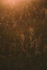 On the field at sunset.