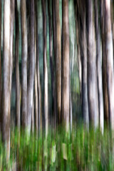 A section of the Oregon Coast Trtail winds through a forest of alder trees.  Trees are blurred with camera movement.
