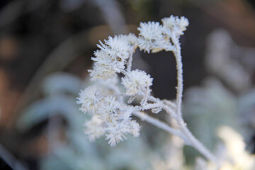 Snowy plants
