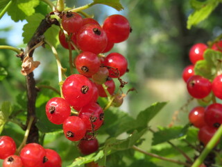 Macro photo of the nature of red currant berries. Texture background of red currant berries.