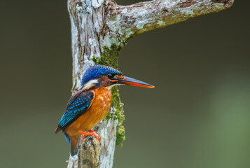 Blue-eared Kingfisher on branch in nature
