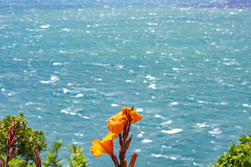 Fototapeta na wymiar 【南国イメージ】海辺に咲く鮮やかな花