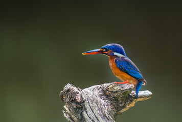 Blue-eared Kingfisher on branch in nature
