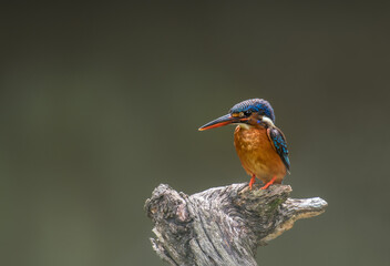Blue-eared Kingfisher on branch in nature