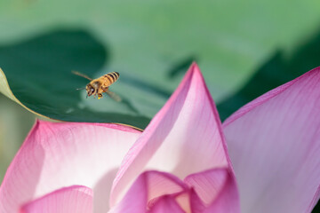 蓮の花（二千年ハス）とミツバチ　千栗土居公園　佐賀県みやき町　
Lotus flower and 
Bee Chirikudoi Park Saga-ken Miyaki town