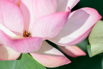 Fototapeta na wymiar 蓮の花（二千年ハス）とミツバチ　千栗土居公園　佐賀県みやき町　 Lotus flower and Bee Chirikudoi Park Saga-ken Miyaki town
