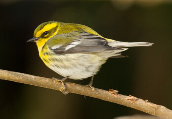 a Townsend Warbler  perched on a branch on a cold winter day.  It is 