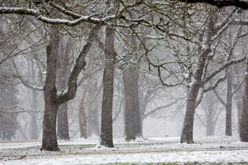 Oak trees on a winter day druing a snow storm in Bush Park, Salem, Oregon.