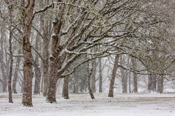 Oak trees on a winter day druing a snow storm in Bush Park, Salem, Oregon.