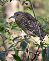 Black crowned Night-heron bird stock photo.  Black crowned Night-heron young bird closeup profile bokeh background. Perched.  Portrait. Image. Picture. Photo